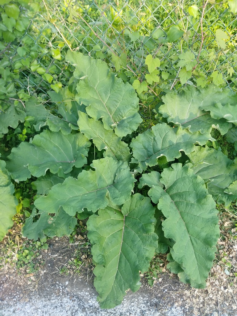 Arctium lappa (Great burdock), non-native California herb