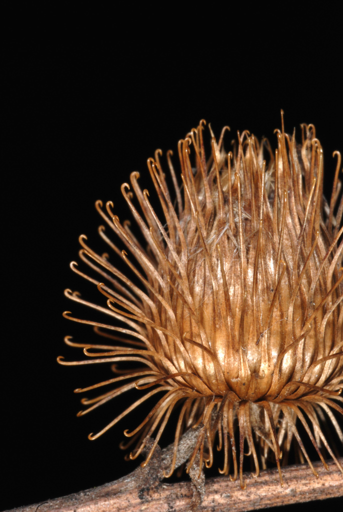 Arctium minus (Common burdock), non-native California herb