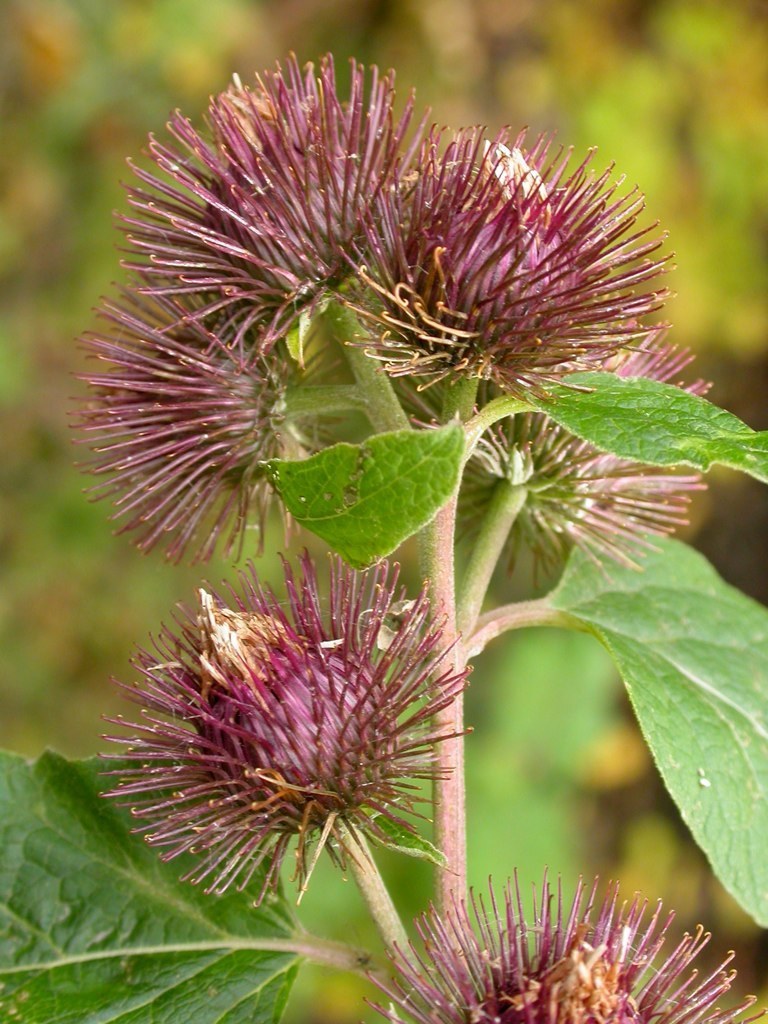 Arctium sp. (Burdock), non-native California biennial