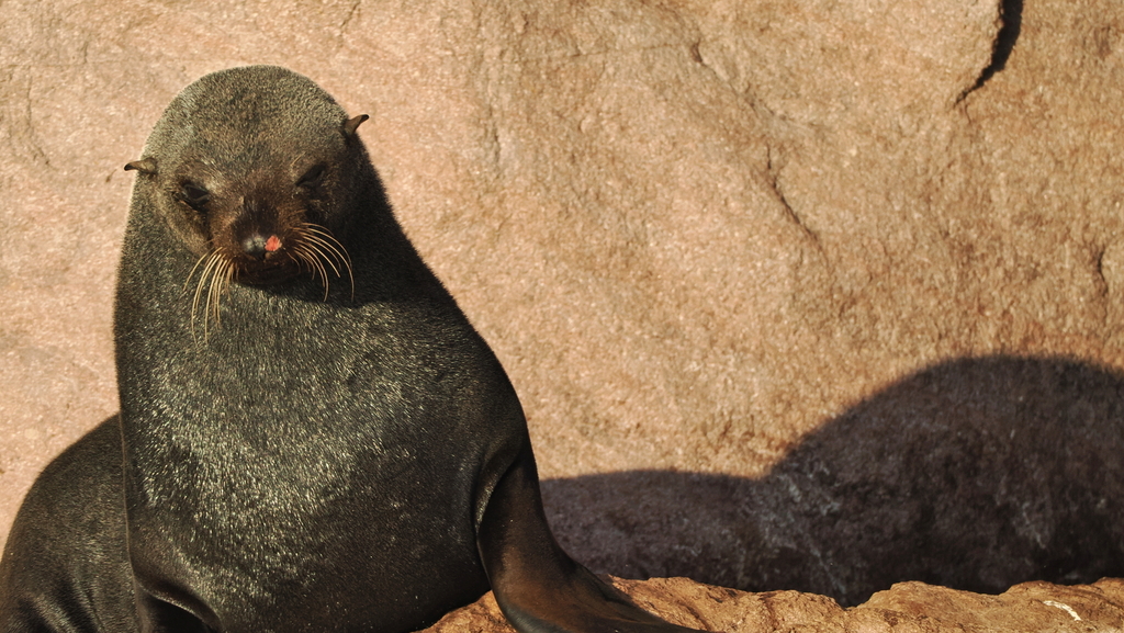 Arctocephalus townsendi (Guadalupe fur seal), California species