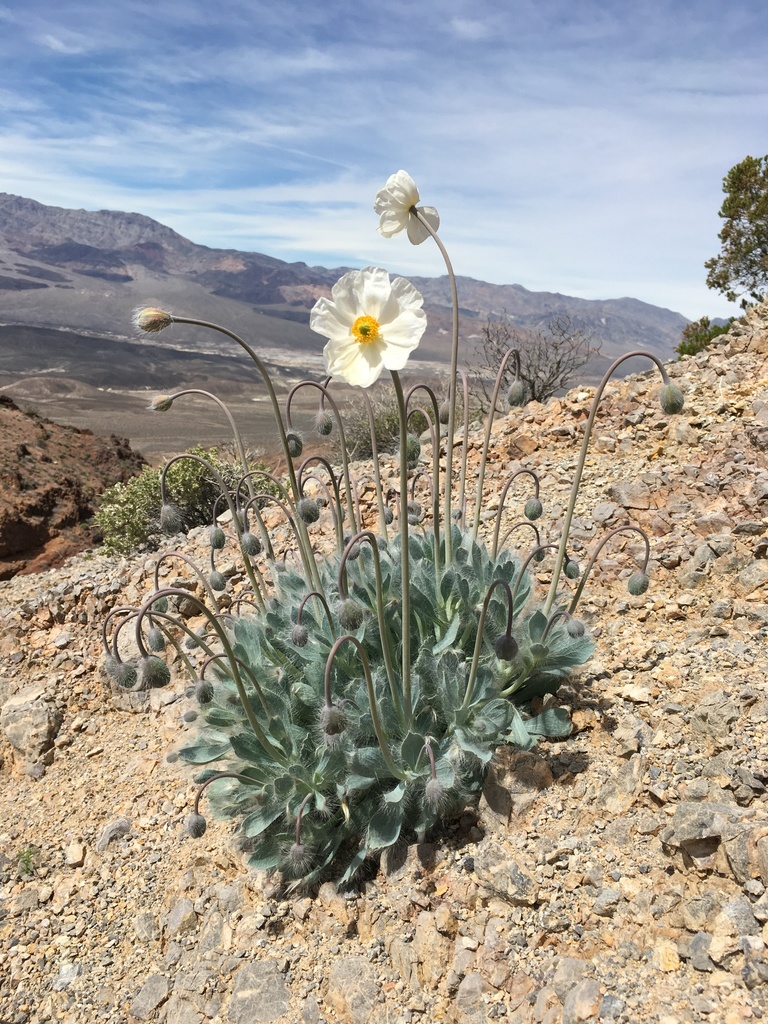 Arctomecon merriamii (White bear poppy), native California herb