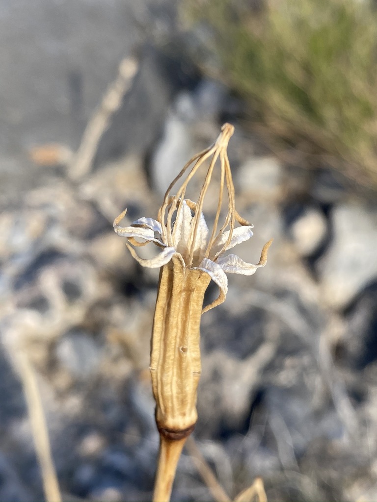 Arctomecon sp., non-native California perennial