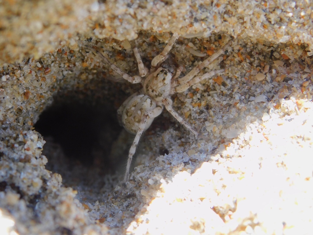 Arctosa littoralis (Shoreline Wolf Spider), California species