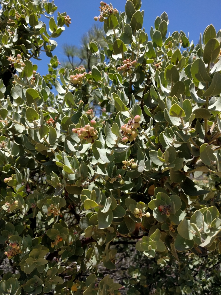 Arctostaphylos auriculata (Mount diablo manzanita), native California shrub
