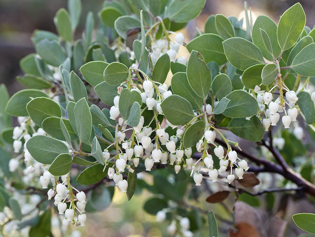 Arctostaphylos bakeri (Baker's manzanita), native California shrub