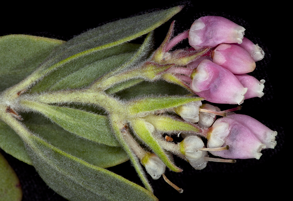 Arctostaphylos canescens subsp. sonomensis (Sonoma canescent manzanita), native California shrub