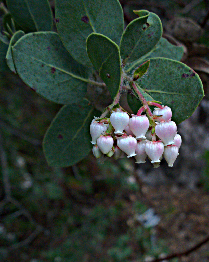 Arctostaphylos catalinae (Santa catalina island manzanita), native California shrub