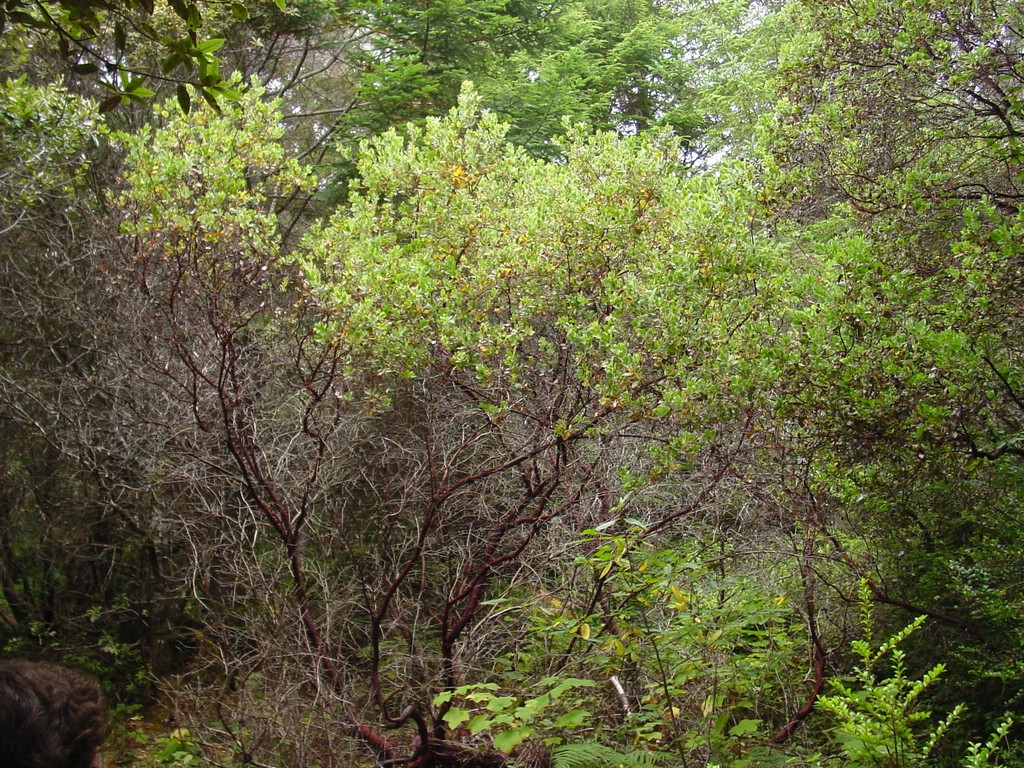 Arctostaphylos columbiana (Columbia manzanita), native California shrub / tree