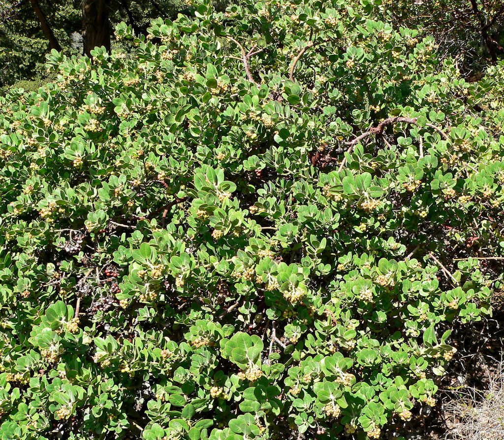 Arctostaphylos confertiflora (Santa rosa island manzanita), native California shrub