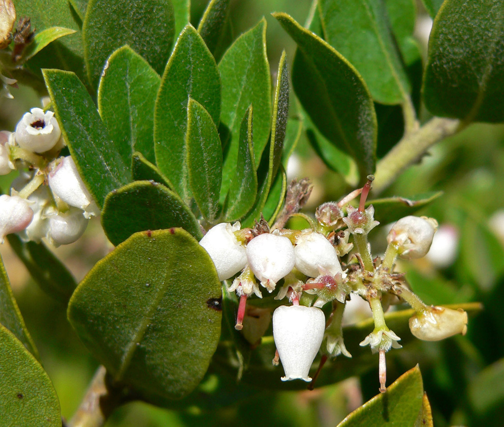 Arctostaphylos crustacea — parent species of Arctostaphylos crustacea subsp. crinita