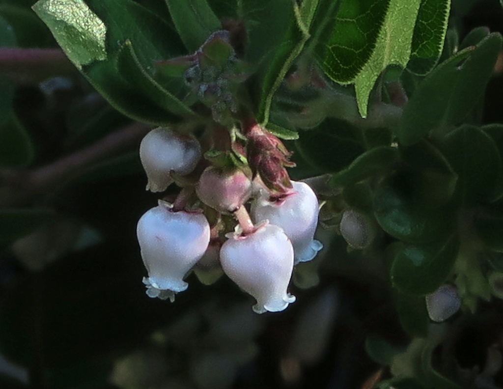 Arctostaphylos cruzensis (Arroyo de la cruz manzanita), native California shrub