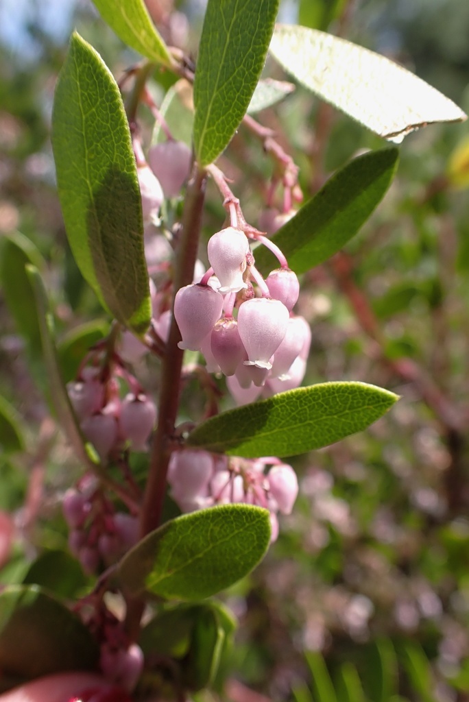 Arctostaphylos densiflora (Vine hill manzanita), native California shrub