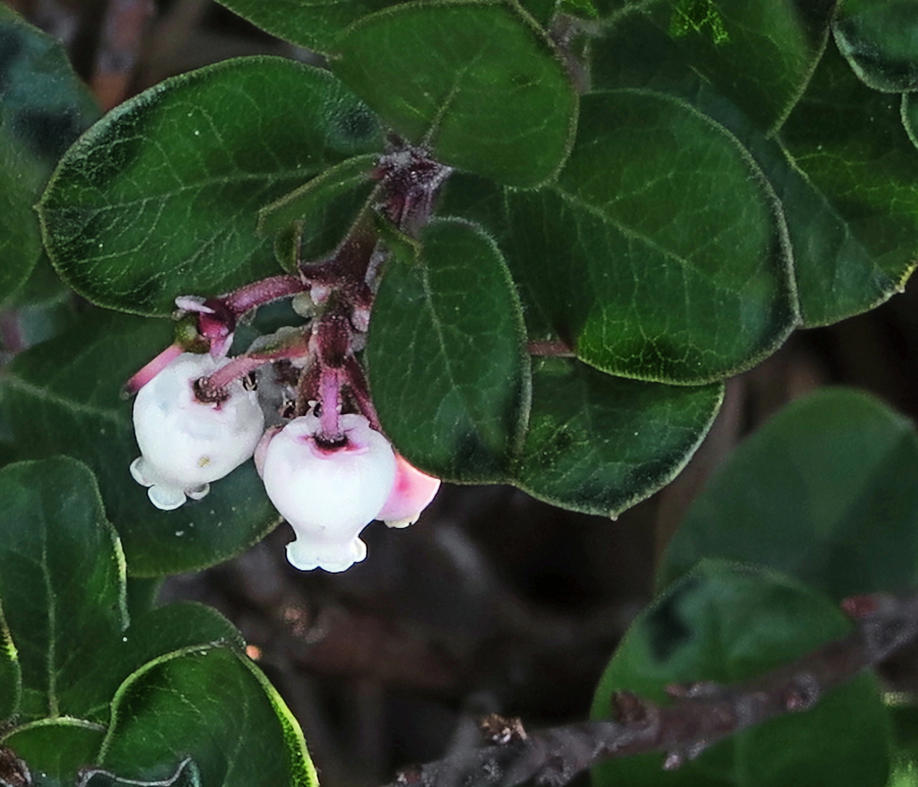 Arctostaphylos edmundsii (Little sur manzanita), native California shrub