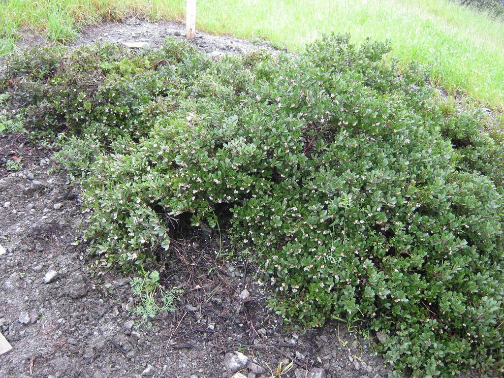 Arctostaphylos franciscana (Franciscan manzanita), native California shrub