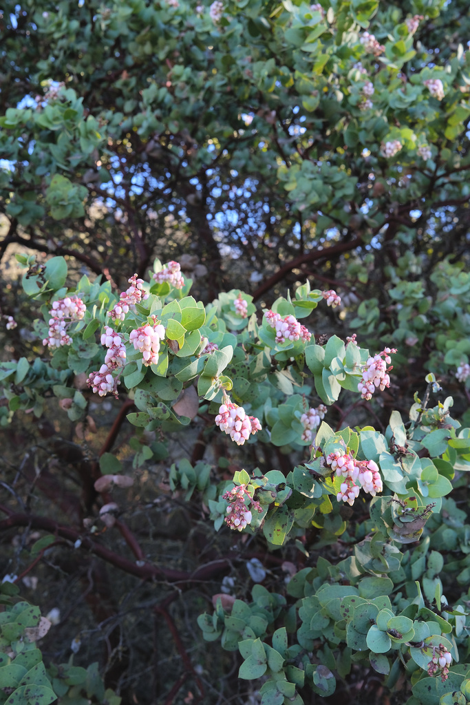 Arctostaphylos gabilanensis (Gabilan mountains manzanita), native California shrub