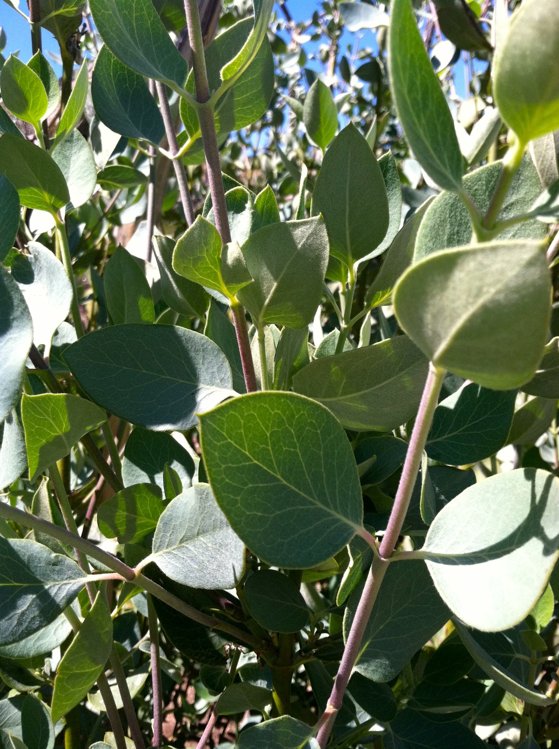 Arctostaphylos glandulosa subsp. gabrielensis (San gabriel manzanita), native California shrub