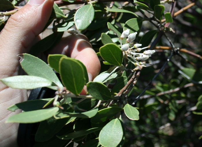 Arctostaphylos glandulosa (Eastwood manzanita), native California shrub