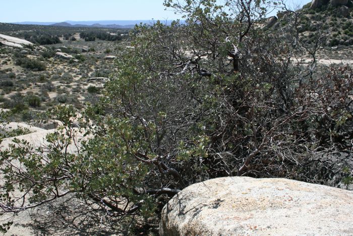 Arctostaphylos glandulosa — parent species of Arctostaphylos glandulosa subsp. crassifolia