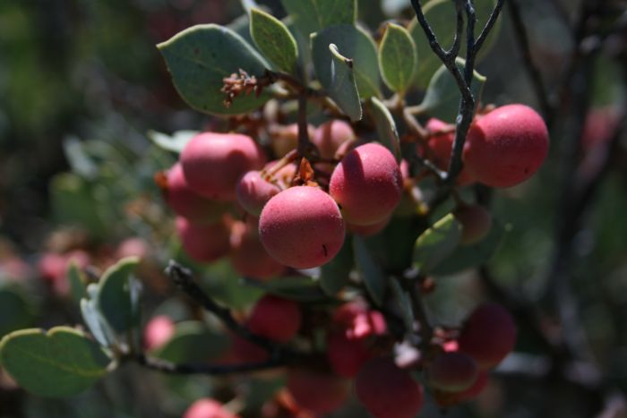 Arctostaphylos glauca (Big berry manzanita), native California shrub / tree