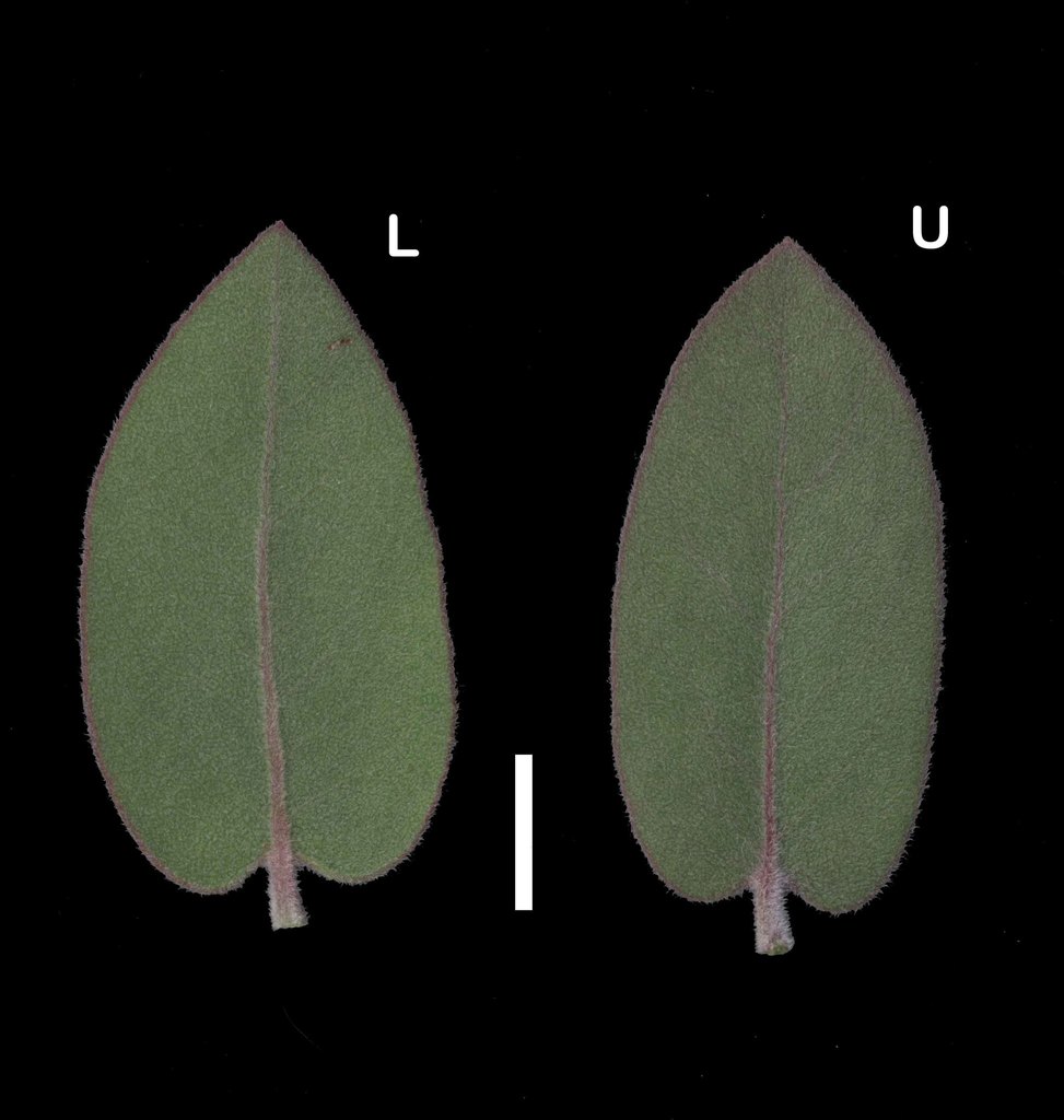 Arctostaphylos glutinosa (Schreiber's manzanita), native California shrub