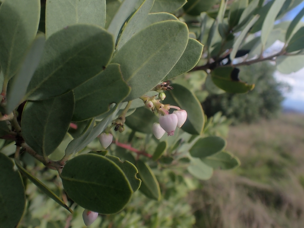 Arctostaphylos hispidula (Howell's manzanita), native California shrub
