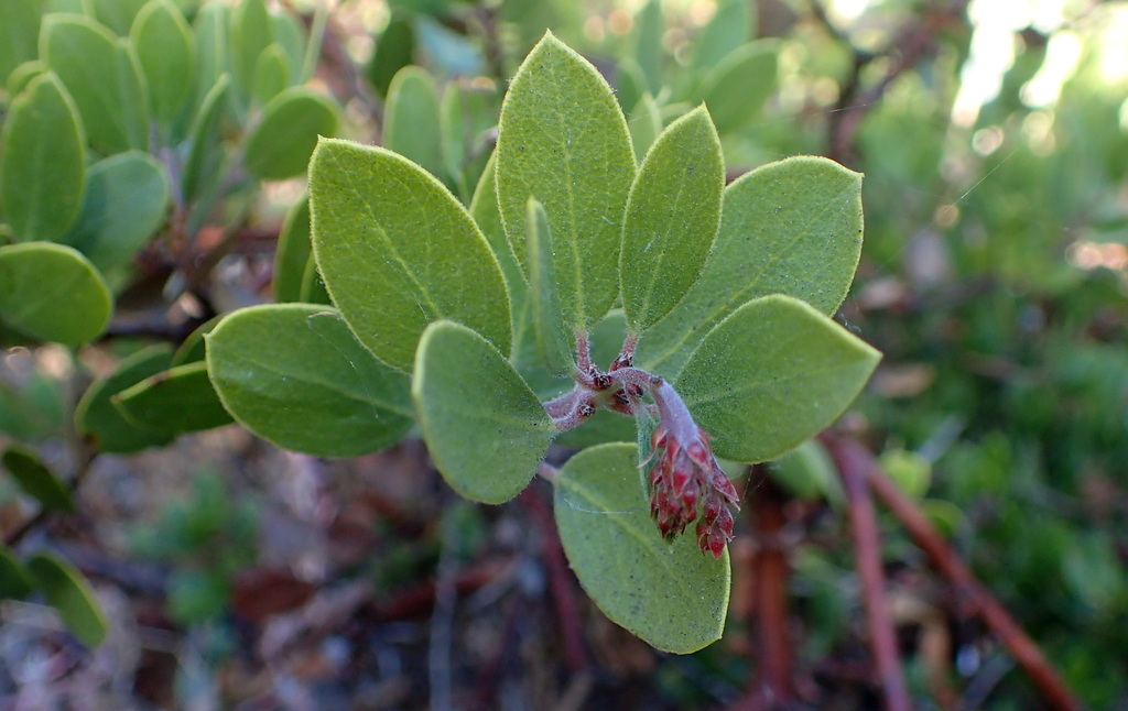 Arctostaphylos hookeri (Hooker's manzanita), native California shrub