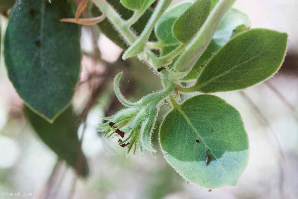 Arctostaphylos hooveri (Hoover's manzanita), native California shrub