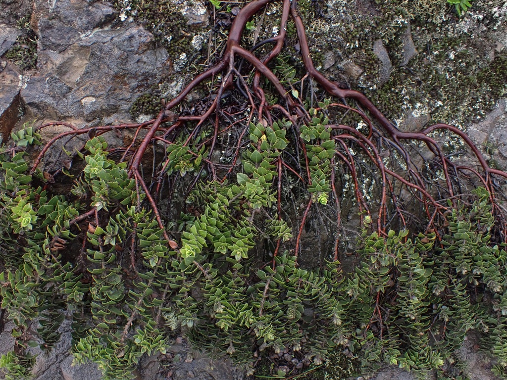 Arctostaphylos imbricata (San bruno mountain manzanita), native California shrub