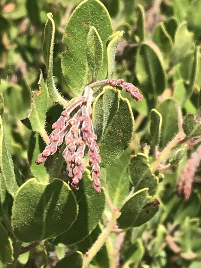 Arctostaphylos insularis (Island manzanita), native California shrub