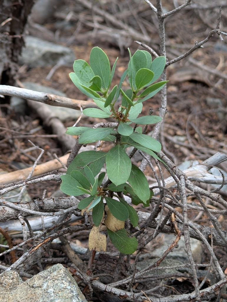 Arctostaphylos klamathensis (Klamath manzanita), native California shrub