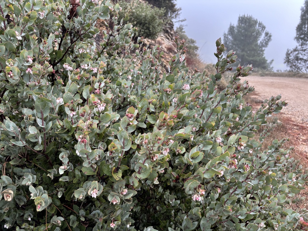 Arctostaphylos luciana (Santa lucia manzanita), native California shrub