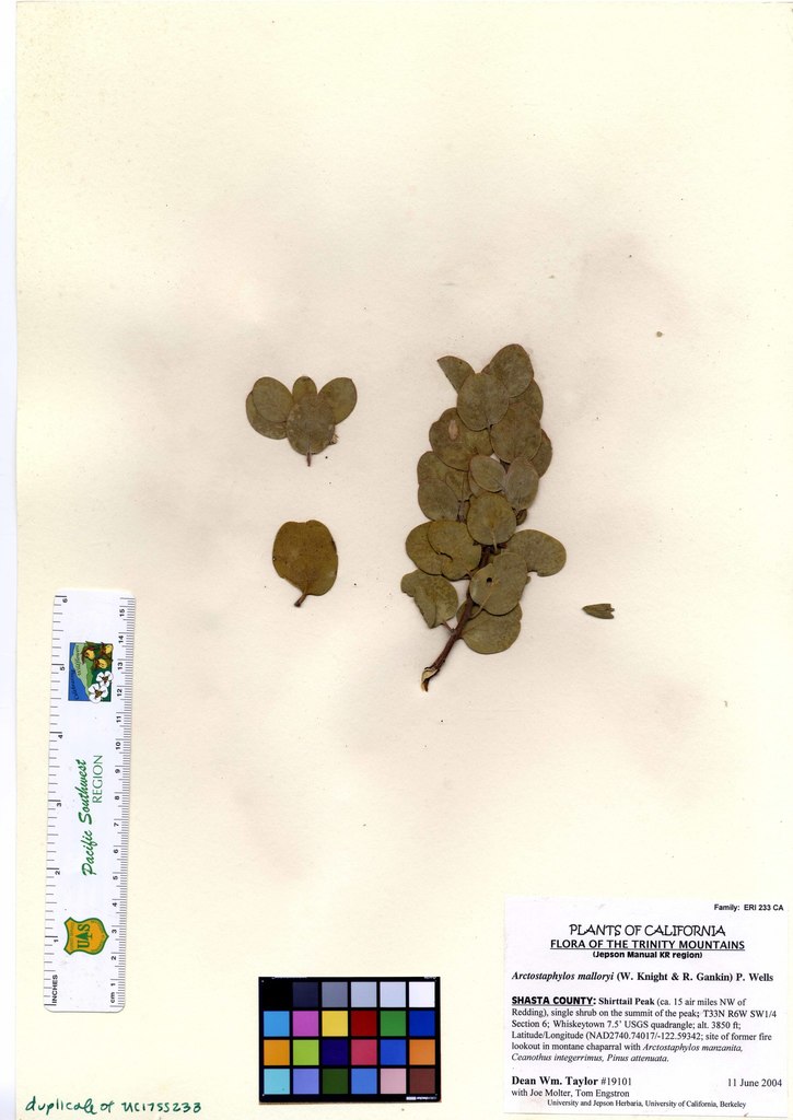 Arctostaphylos malloryi (Mallory's manzanita), native California shrub