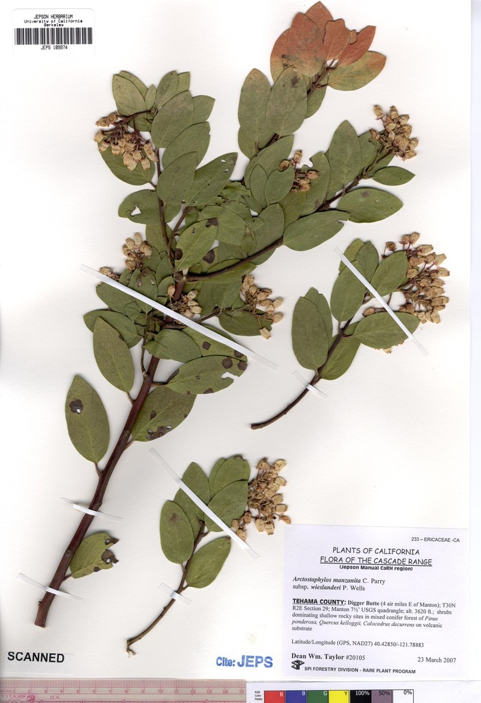 Arctostaphylos manzanita (Common manzanita), native California shrub