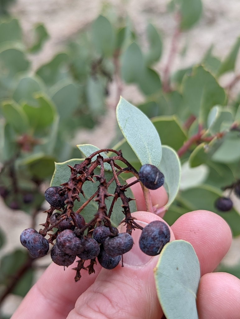 Arctostaphylos mewukka (Indian manzanita), native California shrub