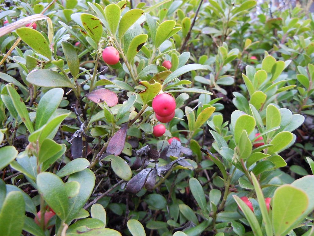 Arctostaphylos montana subsp. montana (Mount tamalpais manzanita), native California shrub