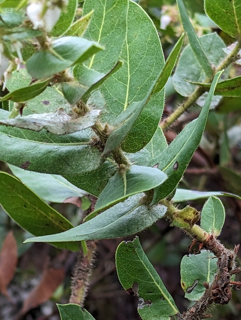 Arctostaphylos montaraensis (Montara manzanita), native California shrub