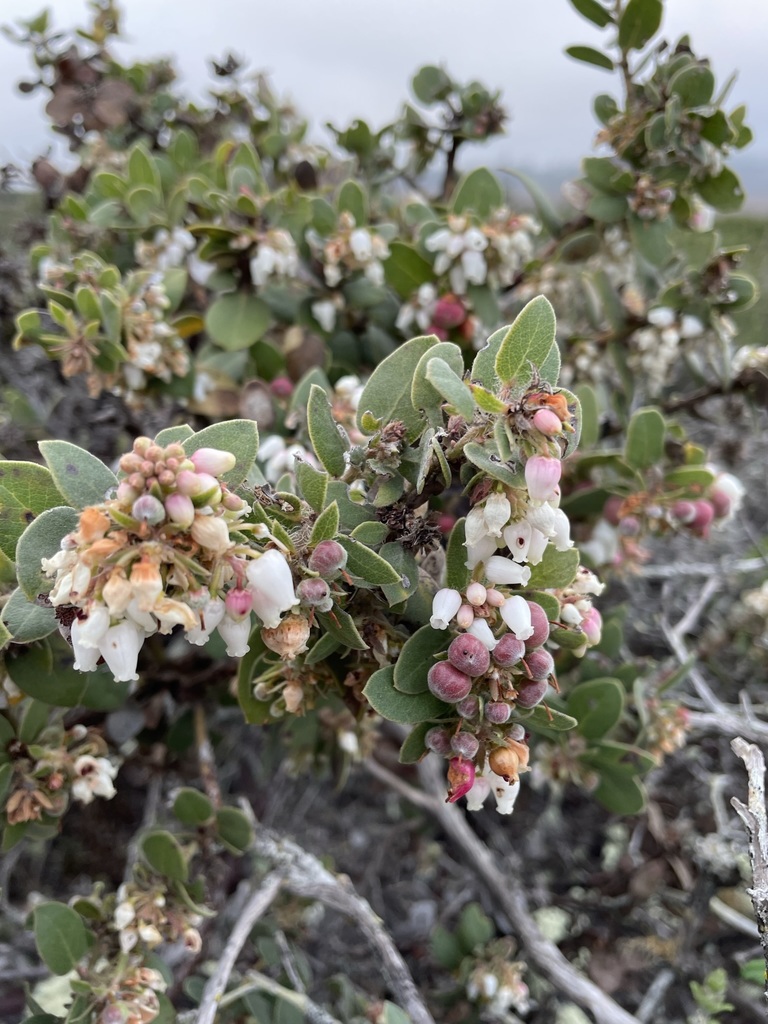 Arctostaphylos morroensis (Morro manzanita), native California shrub