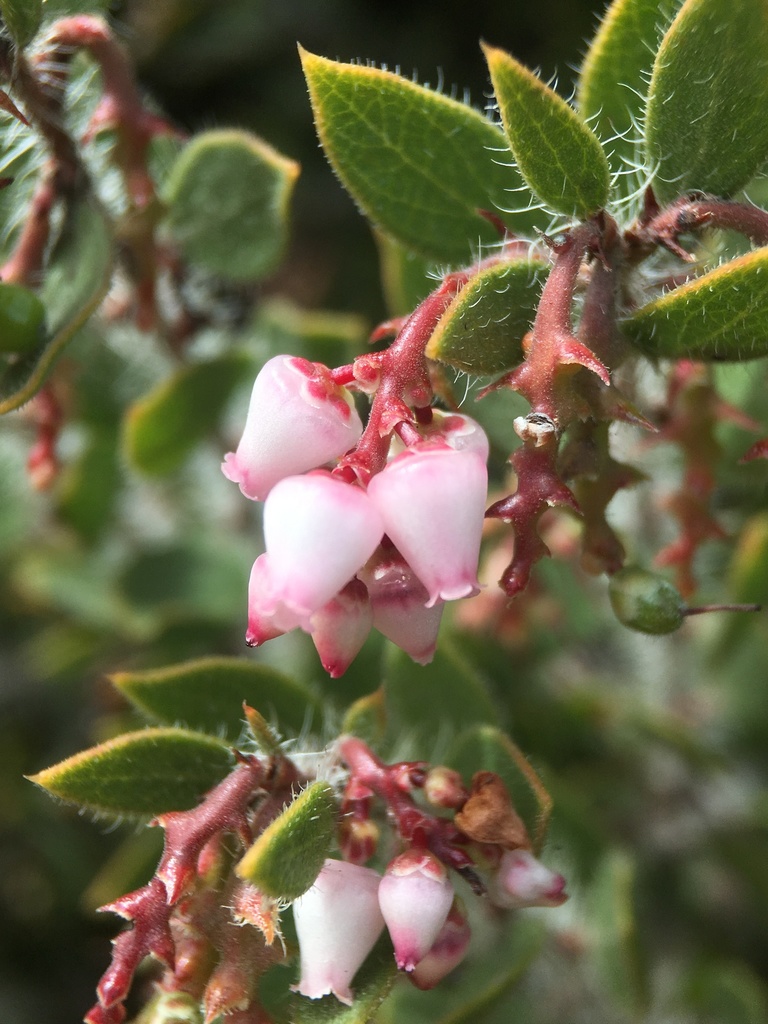 Arctostaphylos myrtifolia (Ione manzanita), native California shrub