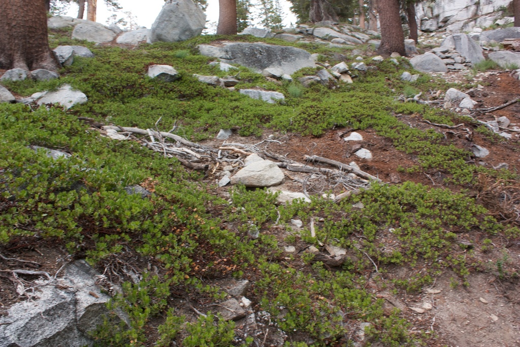 Arctostaphylos nevadensis (Pine mat manzanita), native California shrub