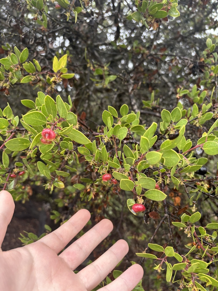 Arctostaphylos nipumu (Nipomo Mesa manzanita), California species