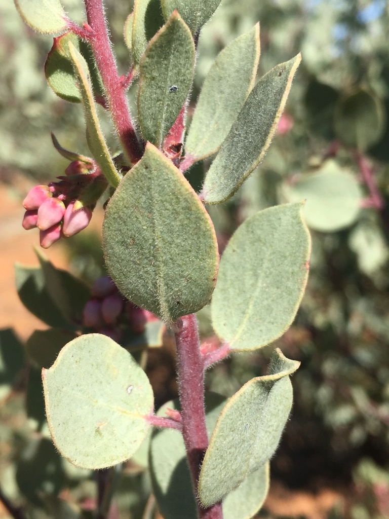 Arctostaphylos nissenana (Nissenan manzanita), native California shrub