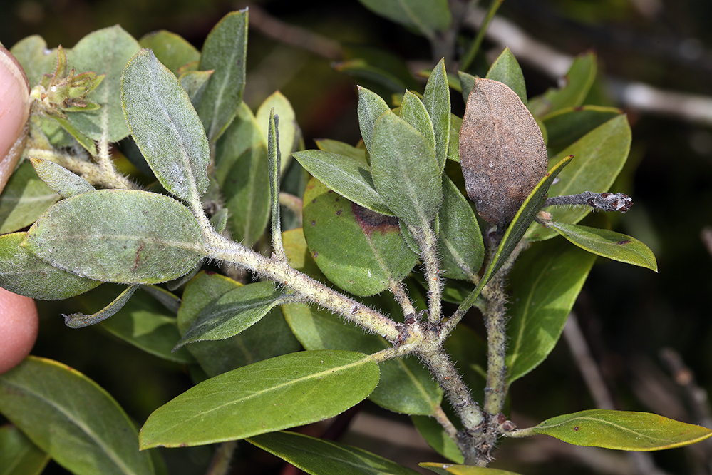 Arctostaphylos nortensis (Del norte manzanita), native California shrub / tree