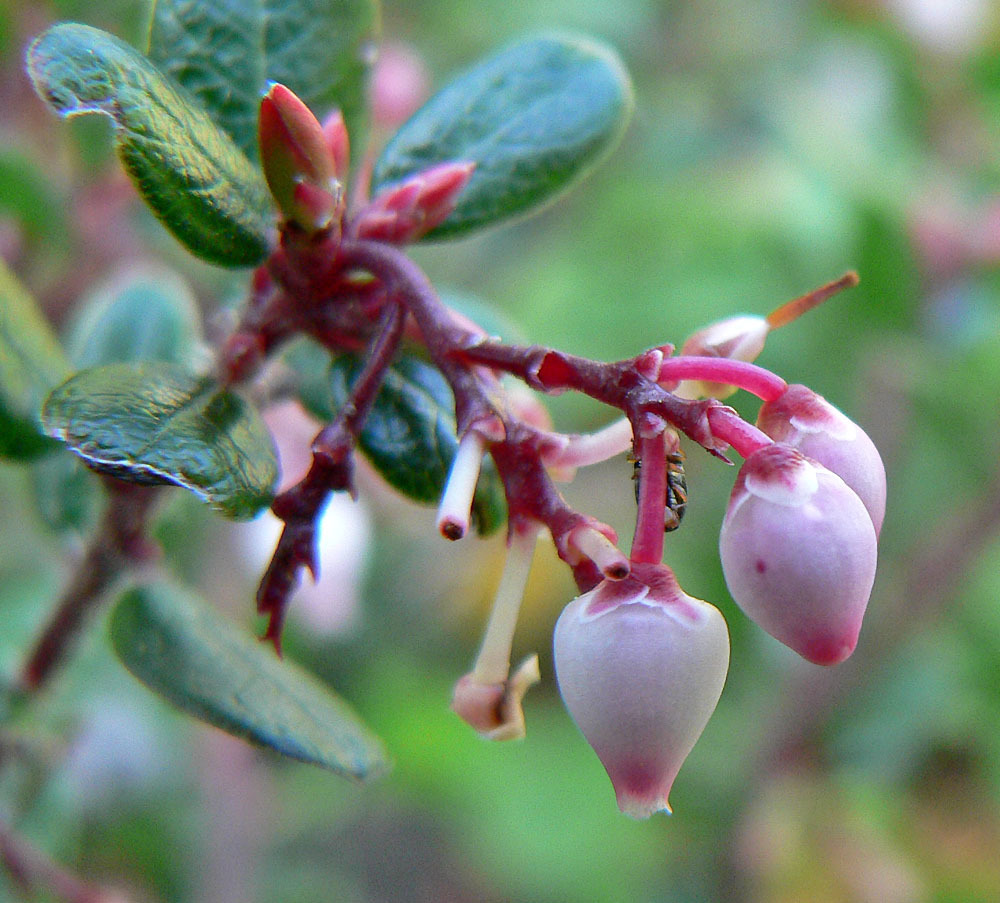 Arctostaphylos nummularia subsp. nummularia, native California shrub