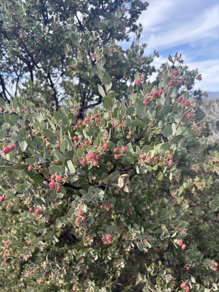 Arctostaphylos obispoensis (Bishop manzanita), native California shrub
