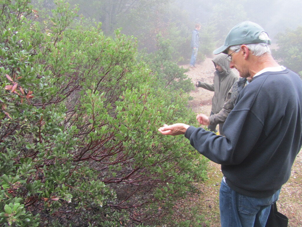 Arctostaphylos ohloneana (Ohlone manzanita), native California shrub
