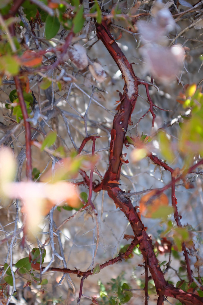 Arctostaphylos osoensis (Oso manzanita), native California shrub