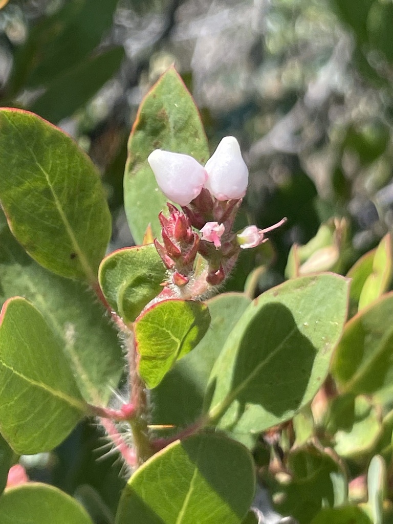 Arctostaphylos otayensis (Otay manzanita), native California shrub