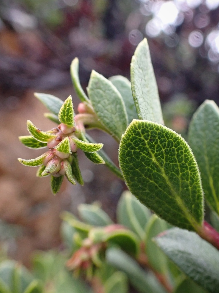 Arctostaphylos pacifica (Pacific manzanita), native California shrub