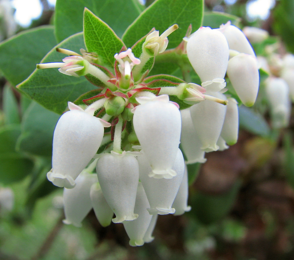 Arctostaphylos pallida (Pallid manzanita), native California shrub