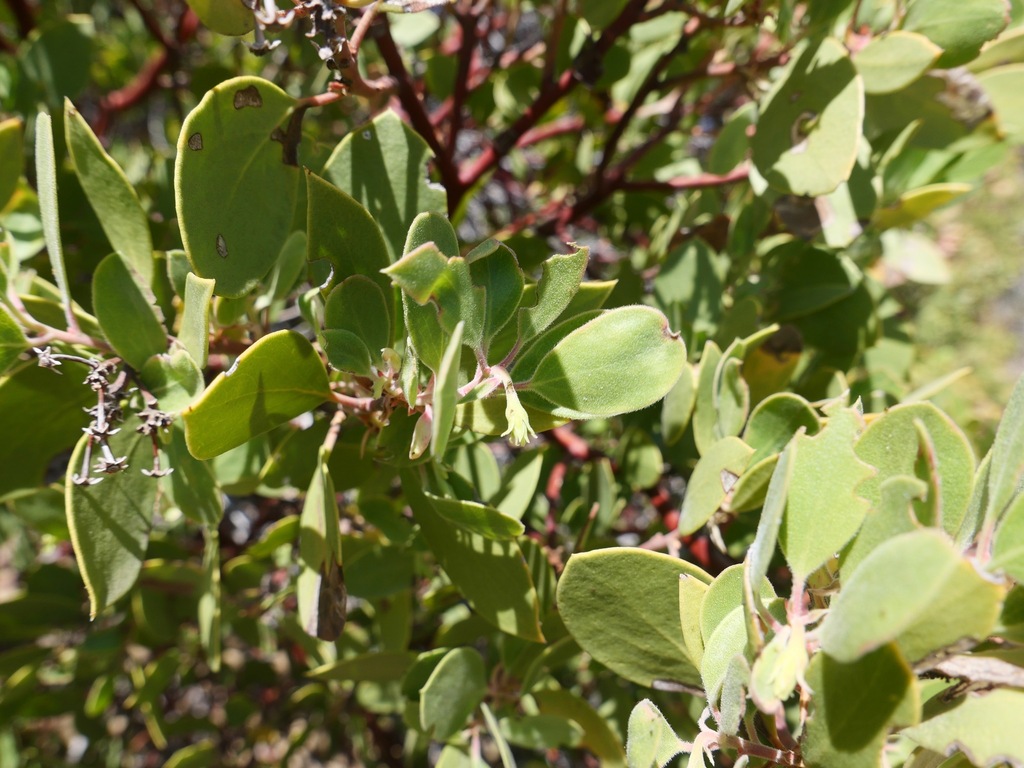 Arctostaphylos parryana — parent species of Arctostaphylos parryana subsp. desertica